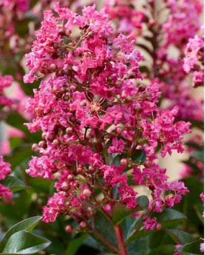 Selyemmirtusz 'Berry Dazzle' törpe fajta - Lagerstroemia 'Berry Dazzle'