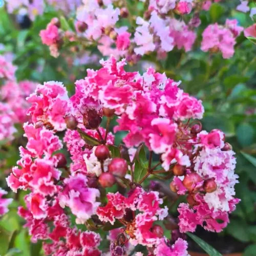 Selyemmirtusz 'Berlingot Menthe' fajta - Lagerstroemia 'Berlingot Menthe'