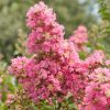 Selyemmirtusz 'Comanche' fajta - Lagerstroemia 'Comanche'