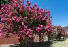 Selyemmirtusz 'Comanche' fajta - Lagerstroemia 'Comanche'