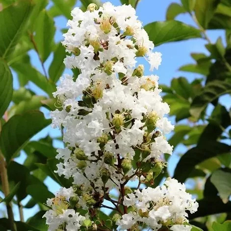 Selyemmirtusz 'Natchez' fajta - Lagerstroemia 'Natchez'