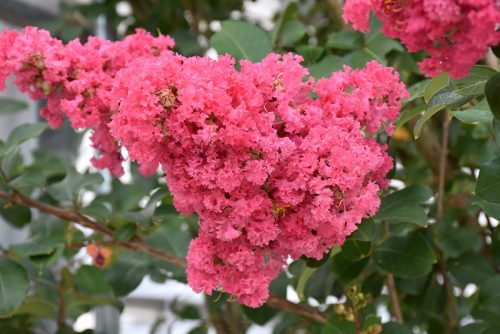 Selyemmirtusz 'Tuscarora' fajta - Lagerstroemia 'Tuscarora'