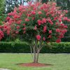 Selyemmirtusz 'Tuscarora' fajta - Lagerstroemia 'Tuscarora'