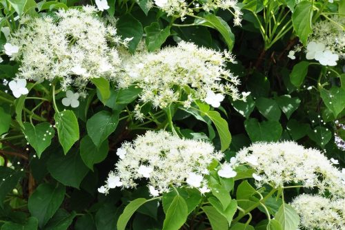 Kúszó hortenzia - Hydrangea anomala ssp. petiolaris