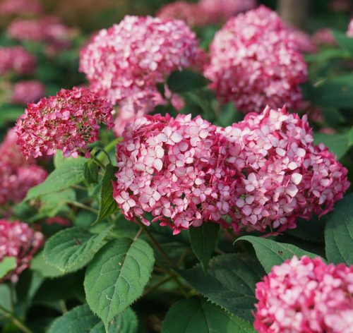 Cserjés hortenzia 'Ruby Annabelle' fajta - Hydrangea arborescens 'Ruby Annabelle'