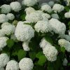 Cserjés hortenzia 'Strong Annabell' fajta - Hydrangea arborescens 'Strong Annabell'