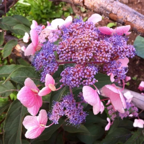 Érdes levelű hortenzia 'Hot Chocolate' fajta - Hydrangea aspera 'Hot Chocolate'