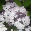 Fűrészeslevelű hortenzia 'Cloudi' fajta - Hydrangea serrata 'Cloudi'