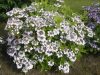 Fűrészeslevelű hortenzia 'Cloudi' fajta - Hydrangea serrata 'Cloudi'
