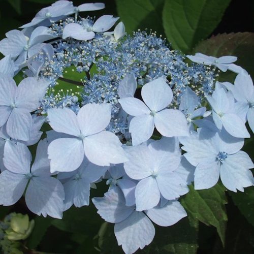 Fűrészeslevelű hortenzia 'Blue Deckle' fajta - Hydrangea serrata 'Blue Deckle'