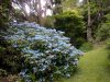 Fűrészeslevelű hortenzia 'Blue Deckle' fajta - Hydrangea serrata 'Blue Deckle'
