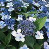 Fűrészeslevelű hortenzia 'Magic Pillow' fajta - Hydrangea serrata 'Magic Pillow'