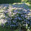 Fűrészeslevelű hortenzia 'Magic Pillow' fajta - Hydrangea serrata 'Magic Pillow'