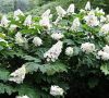 Tölgylevelű hortenzia 'Snow Giant' fajta - Hydrangea quercifolia 'Snow Giant'