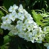 Tölgylevelű hortenzia 'Snow Giant' fajta - Hydrangea quercifolia 'Snow Giant'