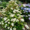 Tölgylevelű hortenzia 'Tennessee Clone' fajta - Hydrangea quercifolia 'Tennessee Clone'