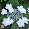 Kerti hortenzia 'Lanarth White' fajta - Hydrangea macrophylla 'Lanarth White'