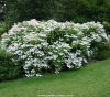Kerti hortenzia 'Lanarth White' fajta - Hydrangea macrophylla 'Lanarth White'