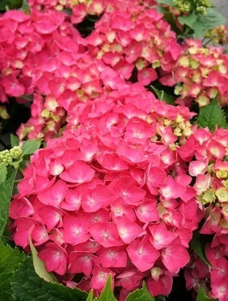 Kerti hortenzia 'Leuchtfeuer' fajta - Hydrangea macrophylla 'Leuchtfeuer'