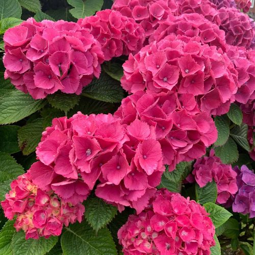 Kerti hortenzia 'Masja' fajta - Hydrangea macrophylla 'Masja'