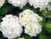 Kerti hortenzia 'Soeur Therese' fajta - Hydrangea macrophylla 'Soeur Therese'