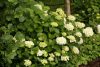 Kerti hortenzia 'Soeur Therese' fajta - Hydrangea macrophylla 'Soeur Therese'