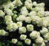 Bugás hortenzia 'Bombshell' fajta - Hydrangea paniculata 'Bombshell'