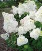 Bugás hortenzia 'Diamantino' fajta - Hydrangea paniculata 'Diamantino'