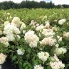 Bugás hortenzia 'Diamantino' fajta - Hydrangea paniculata 'Diamantino'