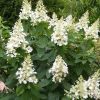 Bugás hortenzia 'Kyushu' fajta - Hydrangea paniculata 'Kyushu'