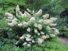 Bugás hortenzia 'Kyushu' fajta - Hydrangea paniculata 'Kyushu'