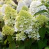 Bugás hortenzia 'Limelight' fajta - Hydrangea paniculata 'Limelight'