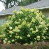 Bugás hortenzia 'Limelight' fajta - Hydrangea paniculata 'Limelight'