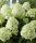 Bugás hortenzia 'Little Spooky' fajta - Hydrangea paniculata 'Little Spooky'