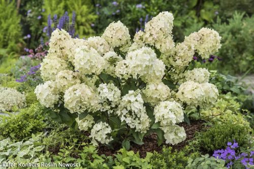 Bugás hortenzia 'Petit Star' fajta - Hydrangea paniculata 'Petit Star'