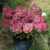Bugás hortenzia 'Petit Star' fajta - Hydrangea paniculata 'Petit Star'