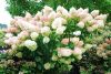 Bugás hortenzia 'Phantom' fajta - Hydrangea paniculata 'Phantom'