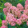 Bugás hortenzia 'Pink Diamond' fajta - Hydrangea paniculata 'Pink Diamond'