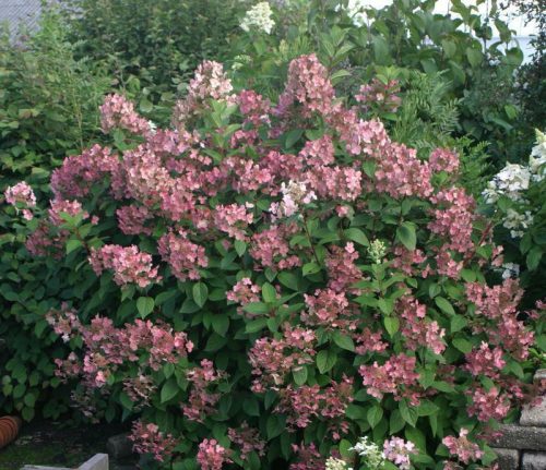 Bugás hortenzia 'Pink Queen' fajta - Hydrangea paniculata 'Pink Queen'