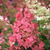 Bugás hortenzia 'Pink Queen' fajta - Hydrangea paniculata 'Pink Queen'