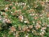 Tárnicslonc 'Sherwood' fajta - Abelia grandiflora 'Sherwood'