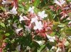 Tárnicslonc 'Prostrata' fajta - Abelia grandiflora 'Prostrata'