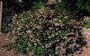 Tárnicslonc 'Prostrata' fajta - Abelia grandiflora 'Prostrata'