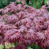 Japán juhar 'Atropurpureum' fajta - Acer palmatum 'Atropurpureum'