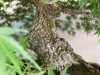 Japán juhar 'Arakawa' fajta - Acer palmatum 'Arakawa'