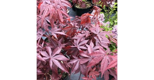 Japán juhar 'Paprika' fajta - Acer palmatum 'Paprika'