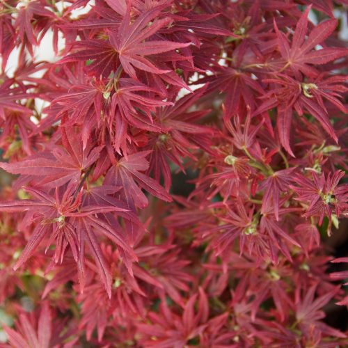 Japán juhar 'Shaina' fajta - Acer palmatum 'Shaina'