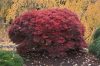Japán juhar 'Shaina' fajta - Acer palmatum 'Shaina'