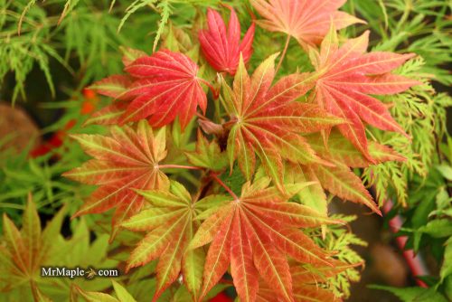 Japán juhar 'Moonrise' fajta - Acer shirasawanum 'Moonrise'