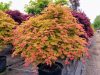 Japán juhar 'Moonrise' fajta - Acer shirasawanum 'Moonrise'